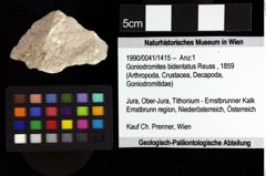 Foto (Objket + Etiketten) von Gastrodorus sp. 